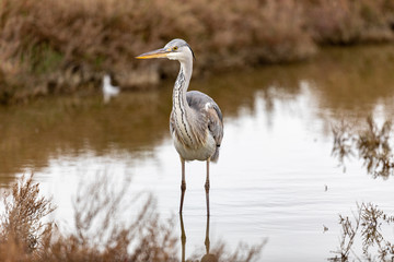 great blue heron in water