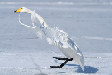 Whooper swan