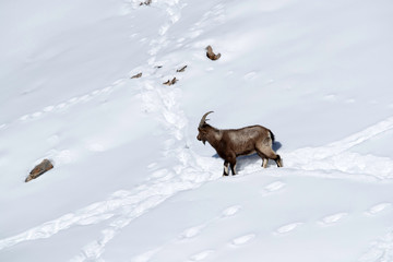 Ibex in the snow covered mountains near kibber village at Spiti valley, Himachal Pradesh, India