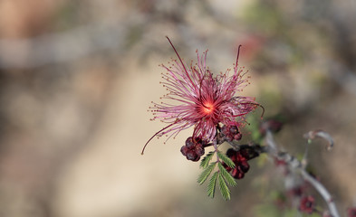 Isolated pink Fairy duster flower in bloom