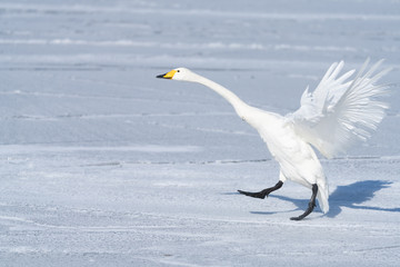 Whooper swan