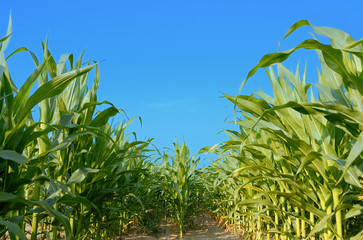 Green field of young corn