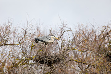 great blue heron on tree