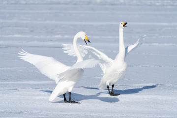 Whooper swan