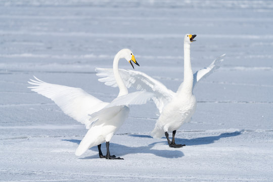 Whooper Swan