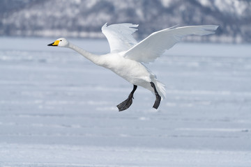 Whooper swan