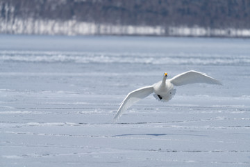 Whooper swan