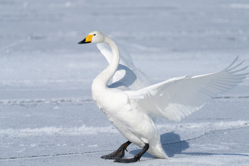 Whooper swan