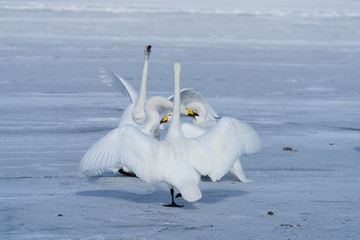 Whooper swan