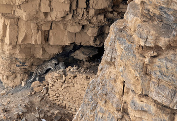 Snow leopards pair mating near a cave at Kibber, Spiti valley of Himachal Pradesh, India