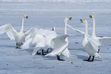 Whooper swan