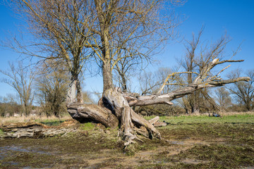 old dead tree