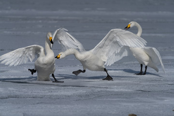Whooper swan