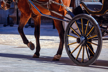 horse with carriage walking on the street 