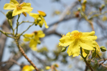 close up of a yellow flower blooming on its stem in the park