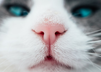 Lovely funny kitten face. White cat's nose, macro view. Curious animal portrait close up. - 328126881