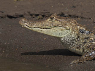 Kaiman in Costa Rica (Cano negro)