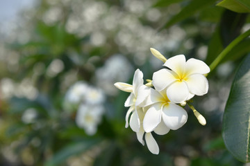 Obraz na płótnie Canvas white apocynaceae in a garden , outdoor