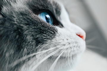 Lovely funny cat face. White cat pink nose, blue eye, whiskers, macro view. Curious animal portrait close up.