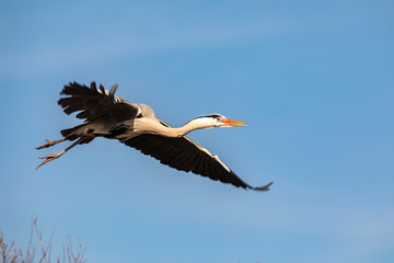 Great blue heron flying