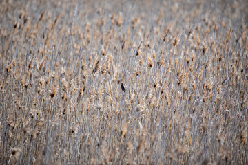 Birds in reeds