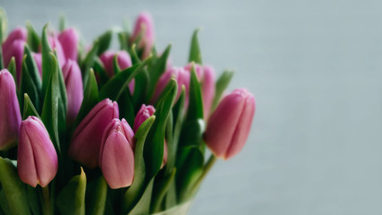 Indoor Close-up of pink tulips on grey background. Bunch of fresh spring pink tulips on vintage dark wall, copy space