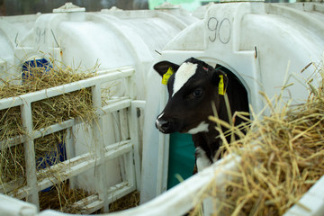 Calves on a livestock farm. Young calves are quarantined in separate plastic cages.