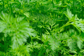 Green parsley. Background. Juicy greens on the window or in the garden.