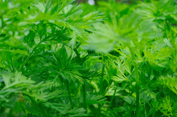 Green parsley. Background. Juicy greens on the window or in the garden.