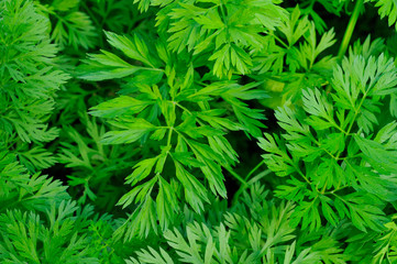 Green parsley. Background. Juicy greens on the window or in the garden.