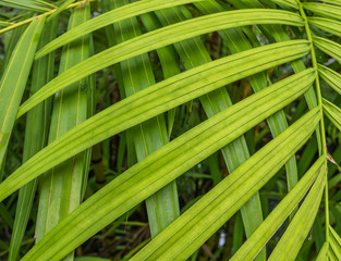 Background green leaf in the nature.