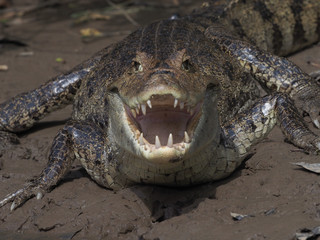 Kaiman in Cano Negro, Costa Rica