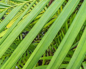 Background green leaf in the nature.