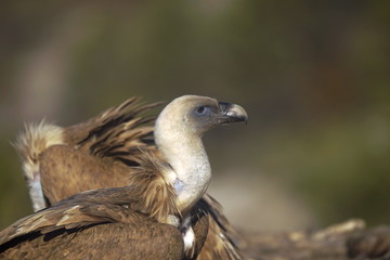 griffon vulture