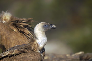 Obraz premium griffon vulture