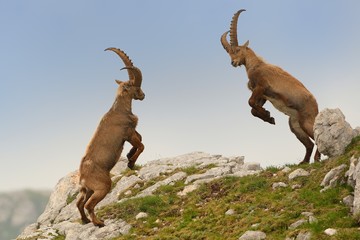 Alpine ibex - Capra Ibex pasturing and mating and dueling in Slovenian Alps. Typical horned animal of the high mountains - obrazy, fototapety, plakaty