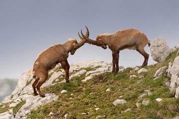 Alpine ibex - Capra Ibex pasturing and mating and dueling in Slovenian Alps. Typical horned animal...