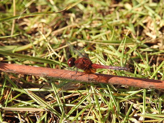 Dragon-fly on the grass