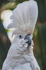 A closeup of umbrella cockatoo in a conservatory.   Vancouver BC Canada