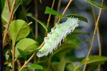 Atlas Moth (Attacus atlas) Caterpillar climbing a plant stem