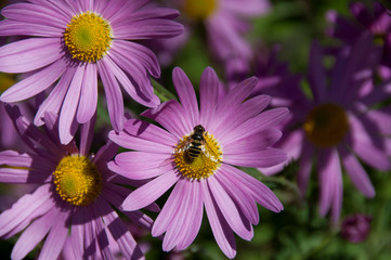 Obraz premium Bee Pollenating Purple Daisy