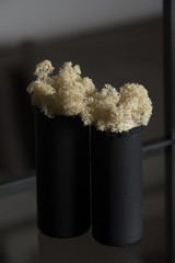 white moss in a black concrete pot