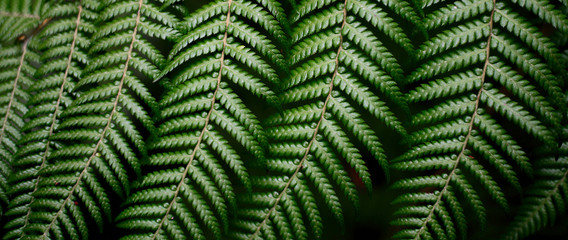 Banner. Perfect natural fern pattern. Beautiful background made with young green fern leaves. Beautiful natural green color.