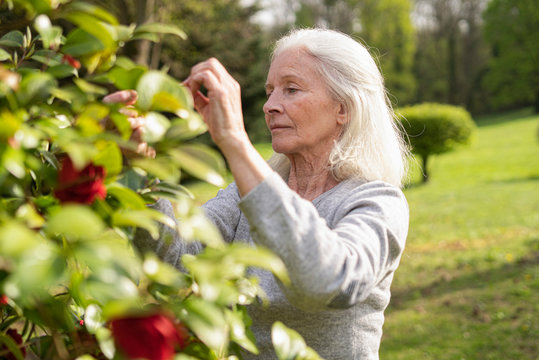 Senior woman picking rose flowers while standing in garden