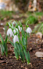 White and delicate snowdrop flower in natural background, early spring, selective focus.