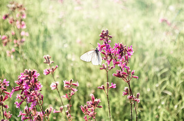 Summer floral background. White butterfly on pink flowers. Selective focus. Copy space.