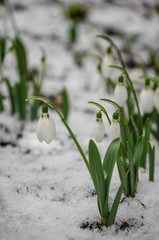White and delicate snowdrop flower, in snow, early spring, selective focus.