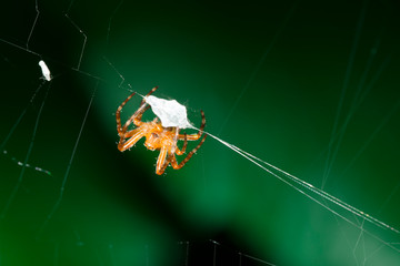 Spider , Web , Kreuzspinne