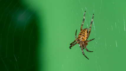 Spider , Web , Kreuzspinne