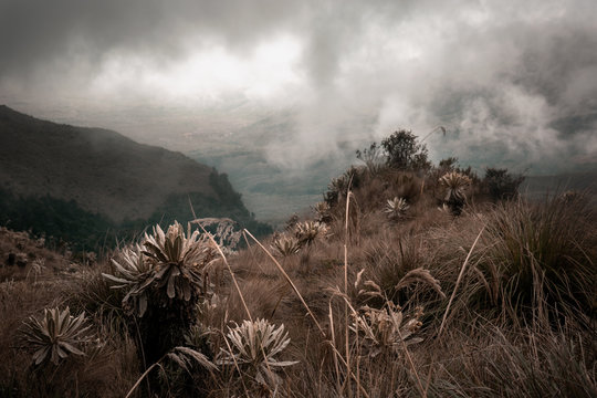 paramos